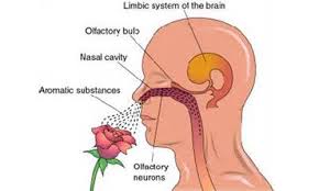 How the Human Brain Responds to Scent